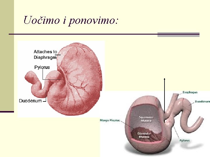 Uočimo i ponovimo: 