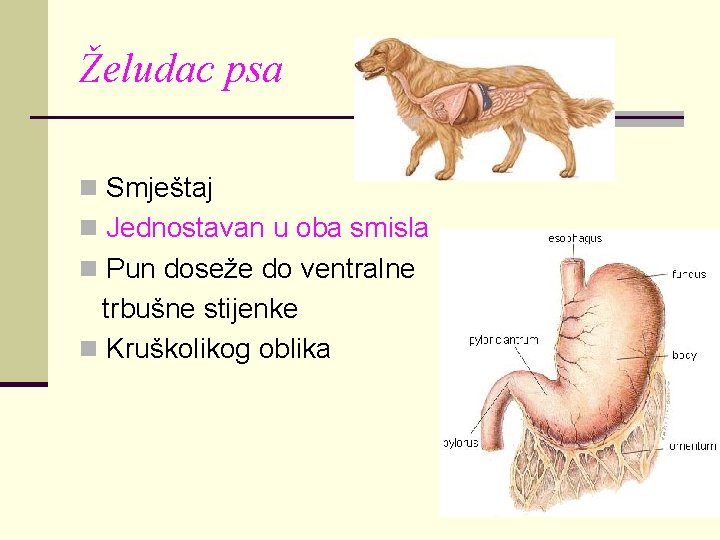 Želudac psa n Smještaj n Jednostavan u oba smisla n Pun doseže do ventralne