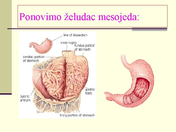 Ponovimo želudac mesojeda: 