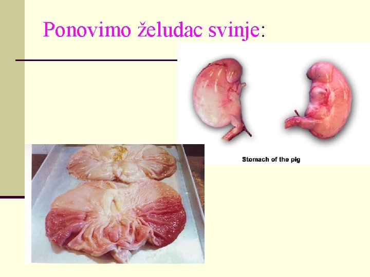 Ponovimo želudac svinje: 