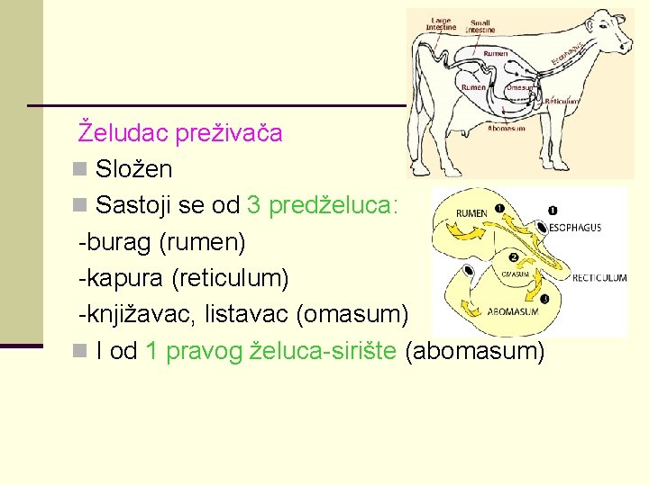 Želudac preživača n Složen n Sastoji se od 3 predželuca: -burag (rumen) -kapura (reticulum)