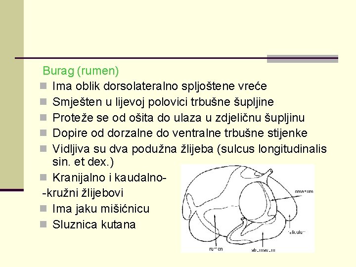 Burag (rumen) n Ima oblik dorsolateralno spljoštene vreće n Smješten u lijevoj polovici trbušne