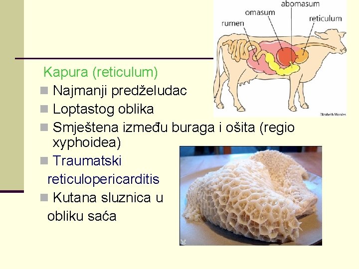 Kapura (reticulum) n Najmanji predželudac n Loptastog oblika n Smještena između buraga i ošita