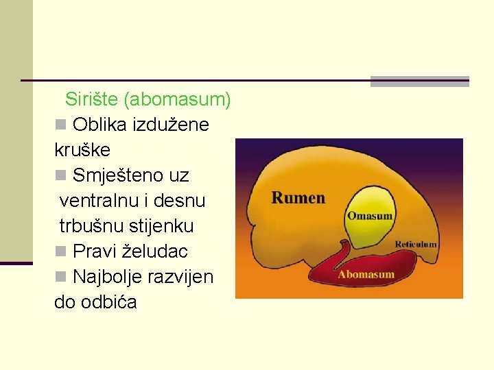 Sirište (abomasum) n Oblika izdužene kruške n Smješteno uz ventralnu i desnu trbušnu stijenku