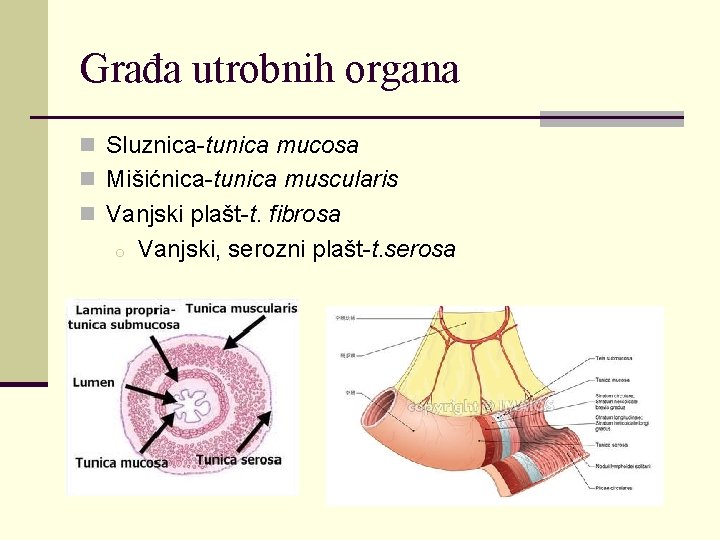 Građa utrobnih organa n Sluznica-tunica mucosa n Mišićnica-tunica muscularis n Vanjski plašt-t. fibrosa o