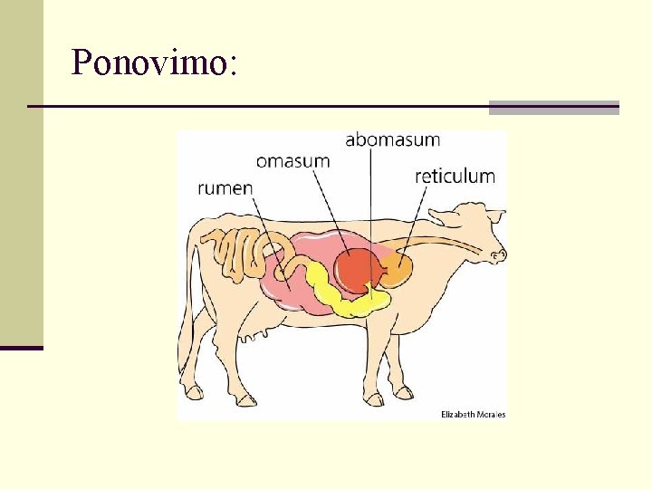 Ponovimo: 