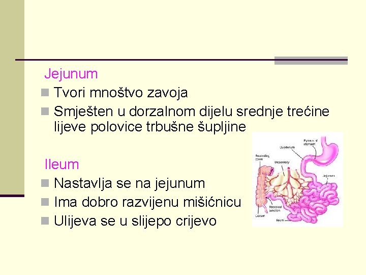 Jejunum n Tvori mnoštvo zavoja n Smješten u dorzalnom dijelu srednje trećine lijeve polovice