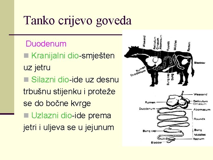 Tanko crijevo goveda Duodenum n Kranijalni dio-smješten uz jetru n Silazni dio-ide uz desnu