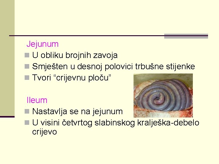 Jejunum n U obliku brojnih zavoja n Smješten u desnoj polovici trbušne stijenke n