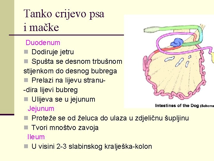 Tanko crijevo psa i mačke Duodenum n Dodiruje jetru n Spušta se desnom trbušnom