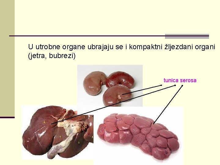 U utrobne organe ubrajaju se i kompaktni žljezdani organi (jetra, bubrezi) tunica serosa 