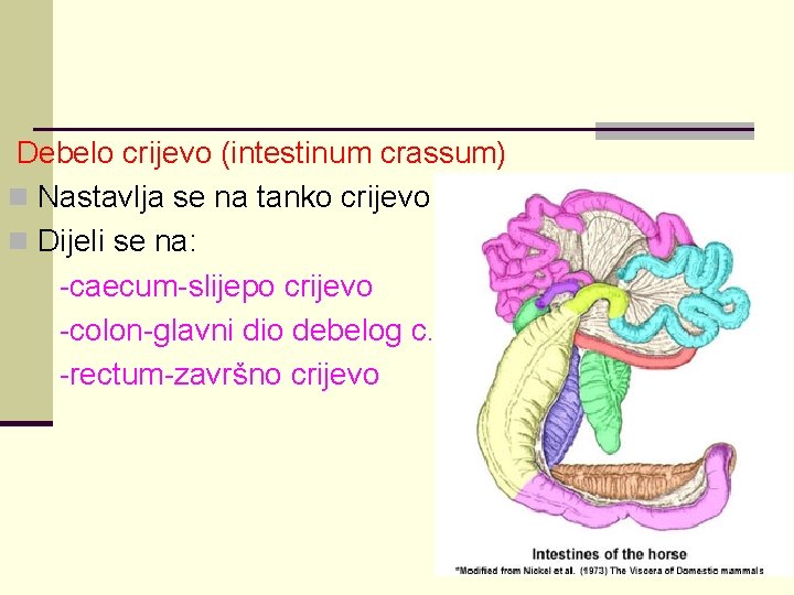 Debelo crijevo (intestinum crassum) n Nastavlja se na tanko crijevo n Dijeli se na: