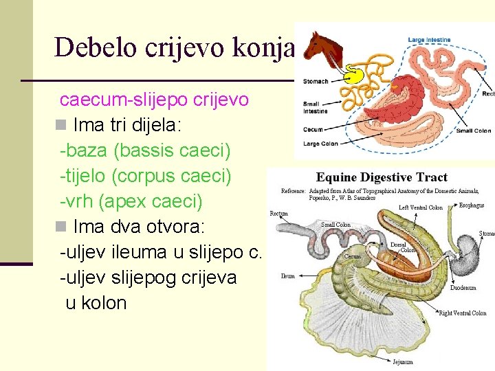 Debelo crijevo konja caecum-slijepo crijevo n Ima tri dijela: -baza (bassis caeci) -tijelo (corpus