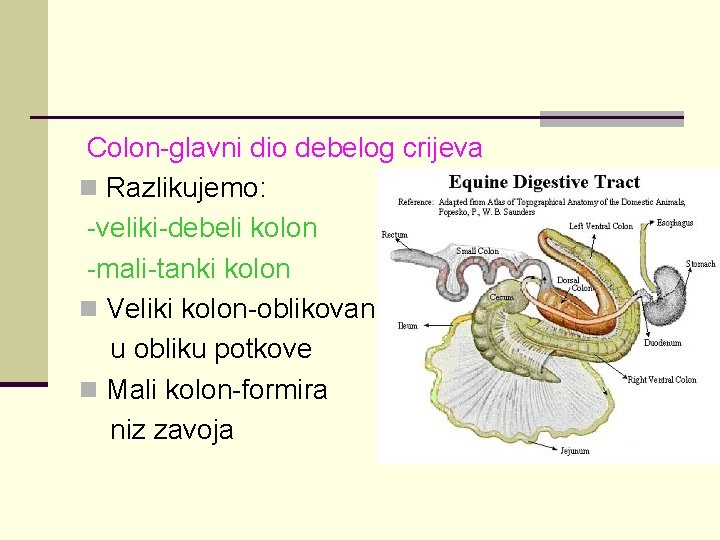 Colon-glavni dio debelog crijeva n Razlikujemo: -veliki-debeli kolon -mali-tanki kolon n Veliki kolon-oblikovan u