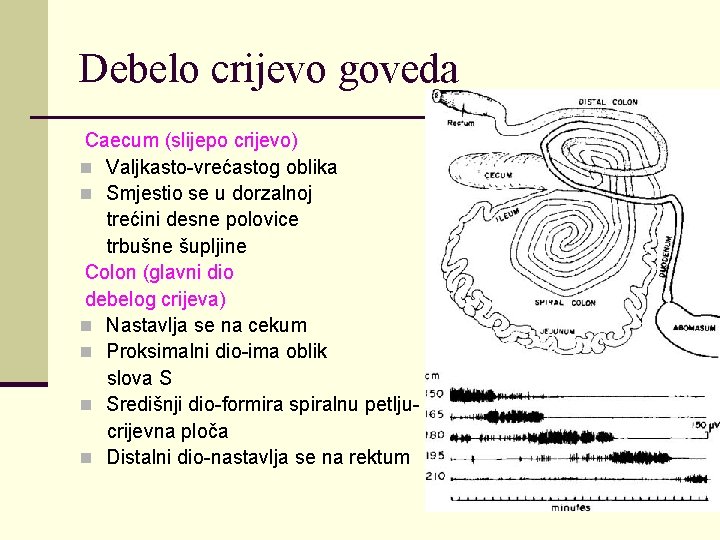 Debelo crijevo goveda Caecum (slijepo crijevo) n Valjkasto-vrećastog oblika n Smjestio se u dorzalnoj