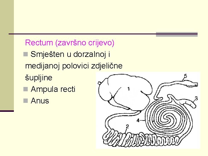 Rectum (završno crijevo) n Smješten u dorzalnoj i medijanoj polovici zdjelične šupljine n Ampula