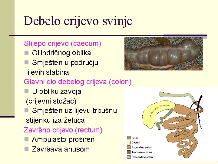 Debelo crijevo svinje Slijepo crijevo (caecum) n Cilindričnog oblika n Smješten u području lijevih