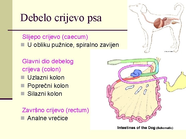 Debelo crijevo psa Slijepo crijevo (caecum) n U obliku pužnice, spiralno zavijen Glavni dio