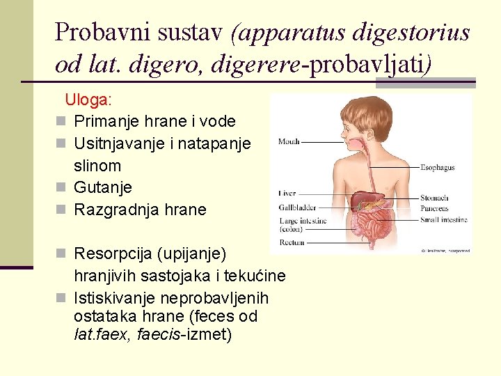 Probavni sustav (apparatus digestorius od lat. digero, digerere-probavljati) Uloga: n Primanje hrane i vode