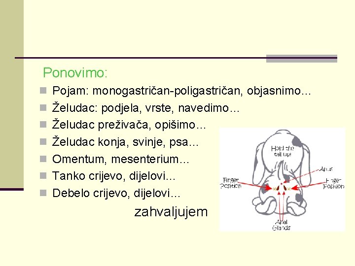 Ponovimo: n Pojam: monogastričan-poligastričan, objasnimo… n Želudac: podjela, vrste, navedimo… n Želudac preživača, opišimo…