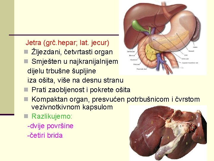 Jetra (grč. hepar; lat. jecur) n Žljezdani, četvrtasti organ n Smješten u najkranijalnijem dijelu