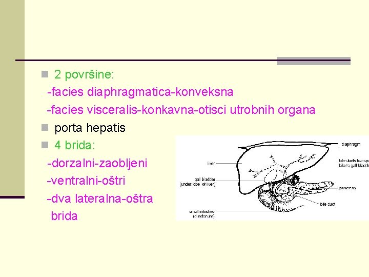 n 2 površine: -facies diaphragmatica-konveksna -facies visceralis-konkavna-otisci utrobnih organa n porta hepatis n 4