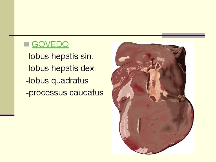 n GOVEDO -lobus hepatis sin. -lobus hepatis dex. -lobus quadratus -processus caudatus 