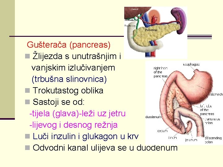 Gušterača (pancreas) n Žlijezda s unutrašnjim i vanjskim izlučivanjem (trbušna slinovnica) n Trokutastog oblika