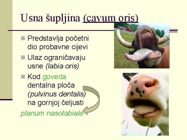 Usna šupljina (cavum oris) n Predstavlja početni dio probavne cijevi n Ulaz ograničavaju usne