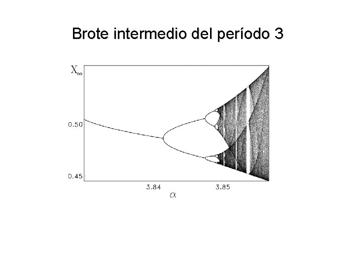 Brote intermedio del período 3 