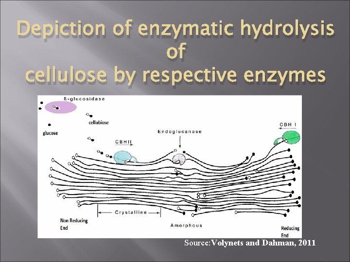 Depiction of enzymatic hydrolysis of cellulose by respective enzymes Source: Volynets and Dahman, 2011