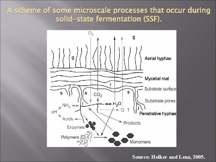 A scheme of some microscale processes that occur during solid-state fermentation (SSF). Source: Holker