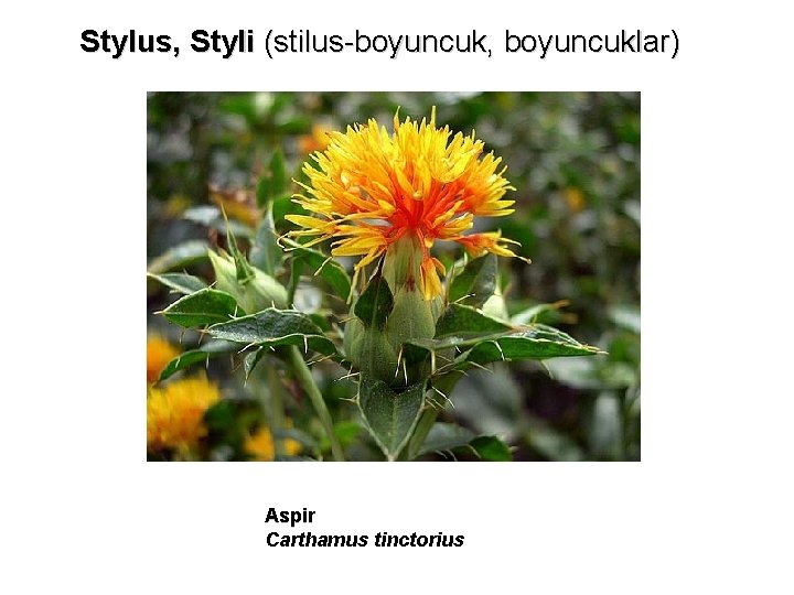 Stylus, Styli (stilus-boyuncuk, boyuncuklar) Aspir Carthamus tinctorius 