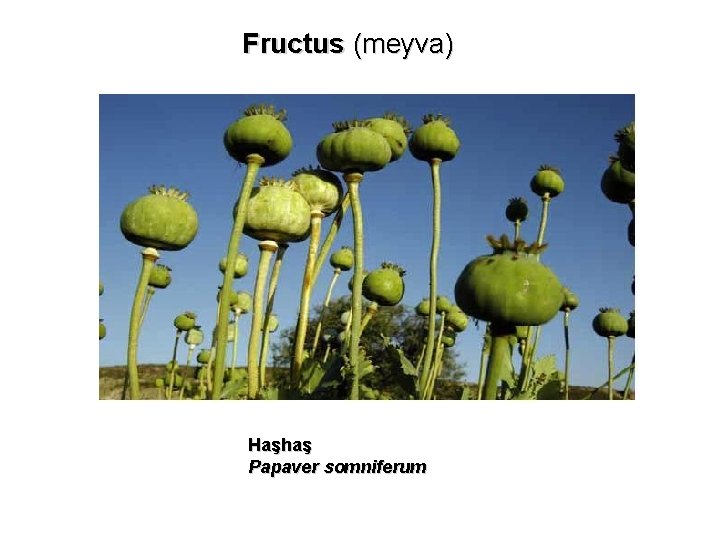 Fructus (meyva) Haşhaş Papaver somniferum 