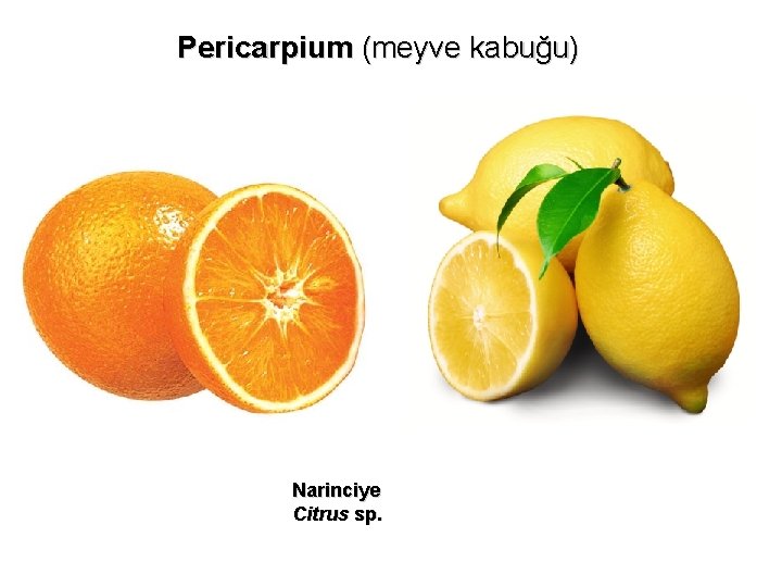 Pericarpium (meyve kabuğu) Narinciye Citrus sp. 