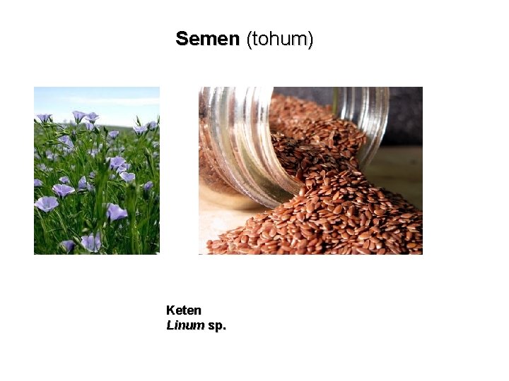 Semen (tohum) Keten Linum sp. 