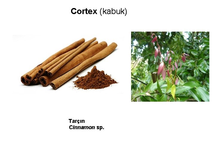 Cortex (kabuk) Tarçın Cinnamon sp. 