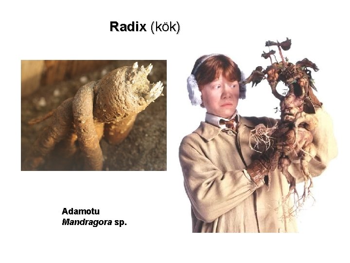 Radix (kök) Adamotu Mandragora sp. 