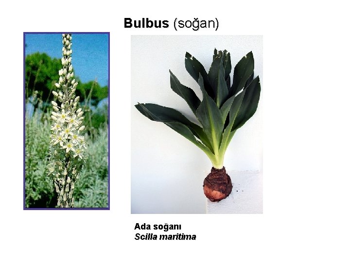 Bulbus (soğan) Ada soğanı Scilla maritima 