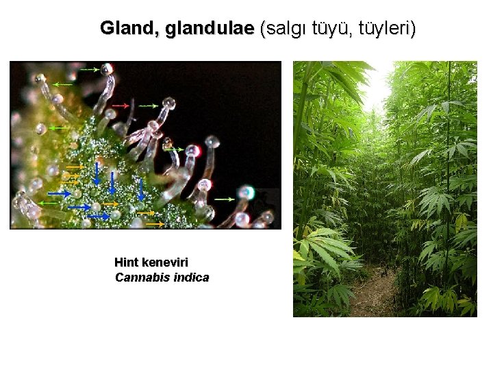 Gland, glandulae (salgı tüyü, tüyleri) Hint keneviri Cannabis indica 