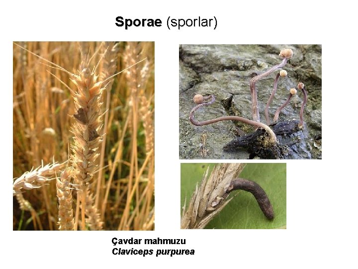 Sporae (sporlar) Çavdar mahmuzu Claviceps purpurea Sporae (sporlar) Çavdar mahmuzu Claviceps purpurea