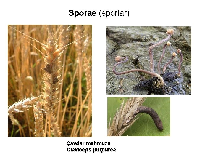 Sporae (sporlar) Çavdar mahmuzu Claviceps purpurea 