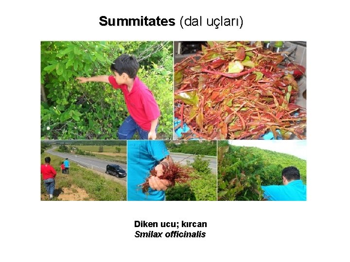 Summitates (dal uçları) Diken ucu; kırcan Smilax officinalis 