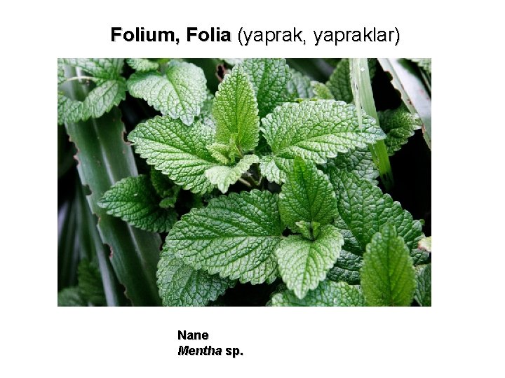 Folium, Folia (yaprak, yapraklar) Nane Mentha sp. 