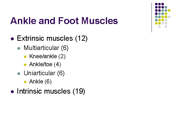 Ankle and Foot Muscles l Extrinsic muscles (12) l Multiarticular (6) l l l