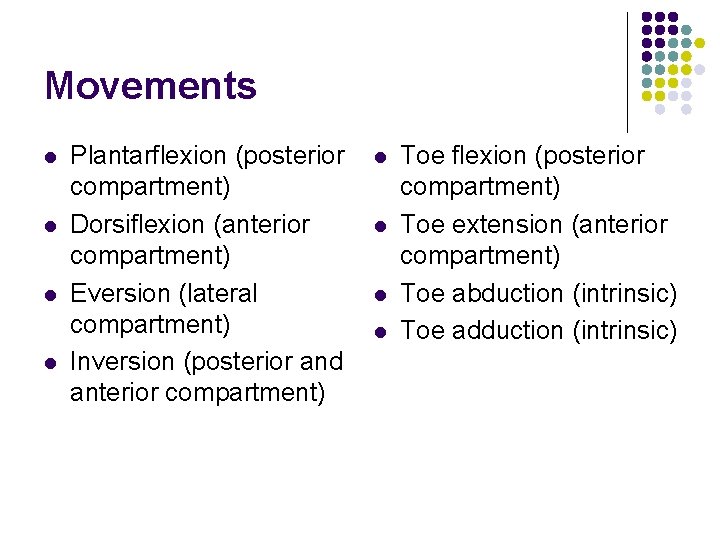 Movements l l Plantarflexion (posterior compartment) Dorsiflexion (anterior compartment) Eversion (lateral compartment) Inversion (posterior