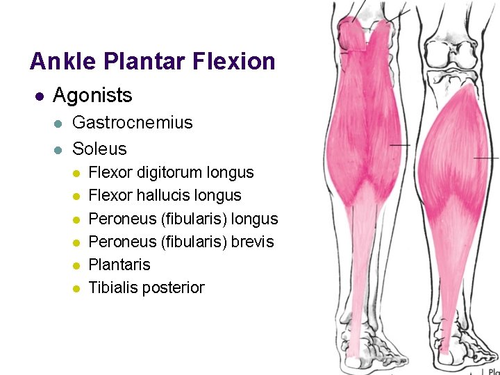 Ankle Plantar Flexion l Agonists l l Gastrocnemius Soleus l l l Flexor digitorum