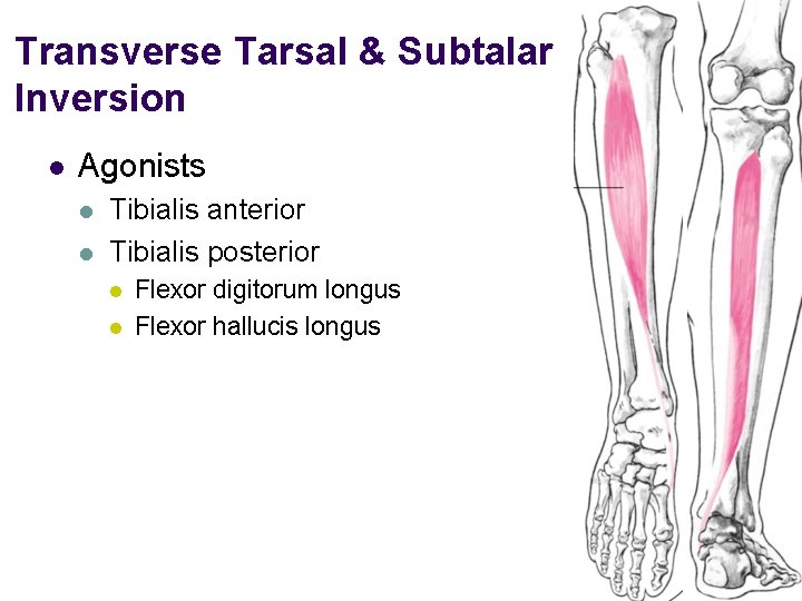 Transverse Tarsal & Subtalar Inversion l Agonists l l Tibialis anterior Tibialis posterior l