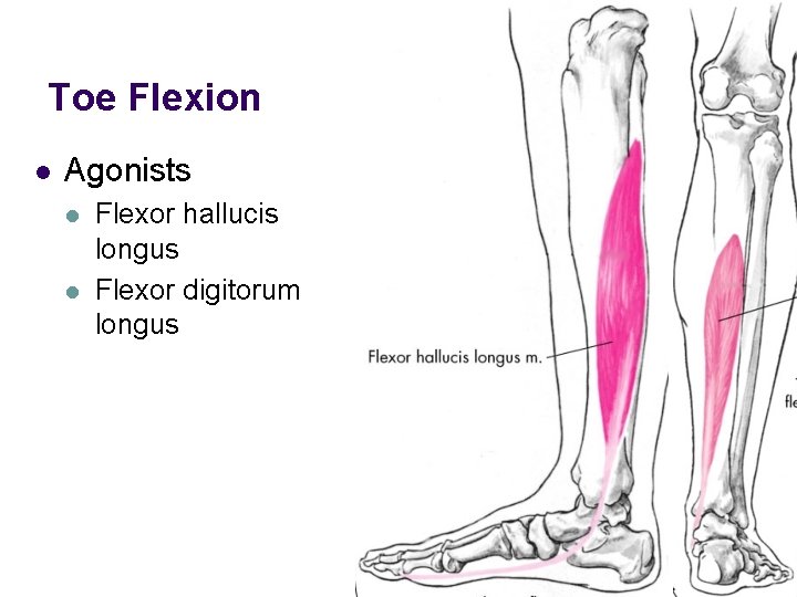 Toe Flexion l Agonists l l Flexor hallucis longus Flexor digitorum longus 