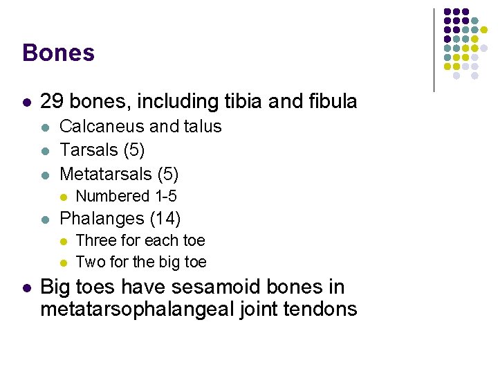 Bones l 29 bones, including tibia and fibula l l l Calcaneus and talus